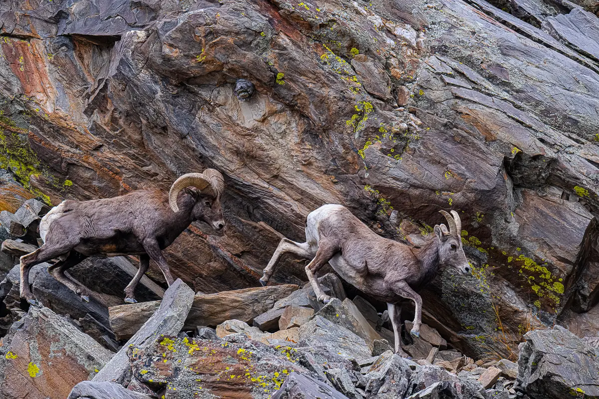 Bighorn Ram chasing a Bighorn Sheep ewe on the cliffs during the rut on a Winter Wildlife Tour
